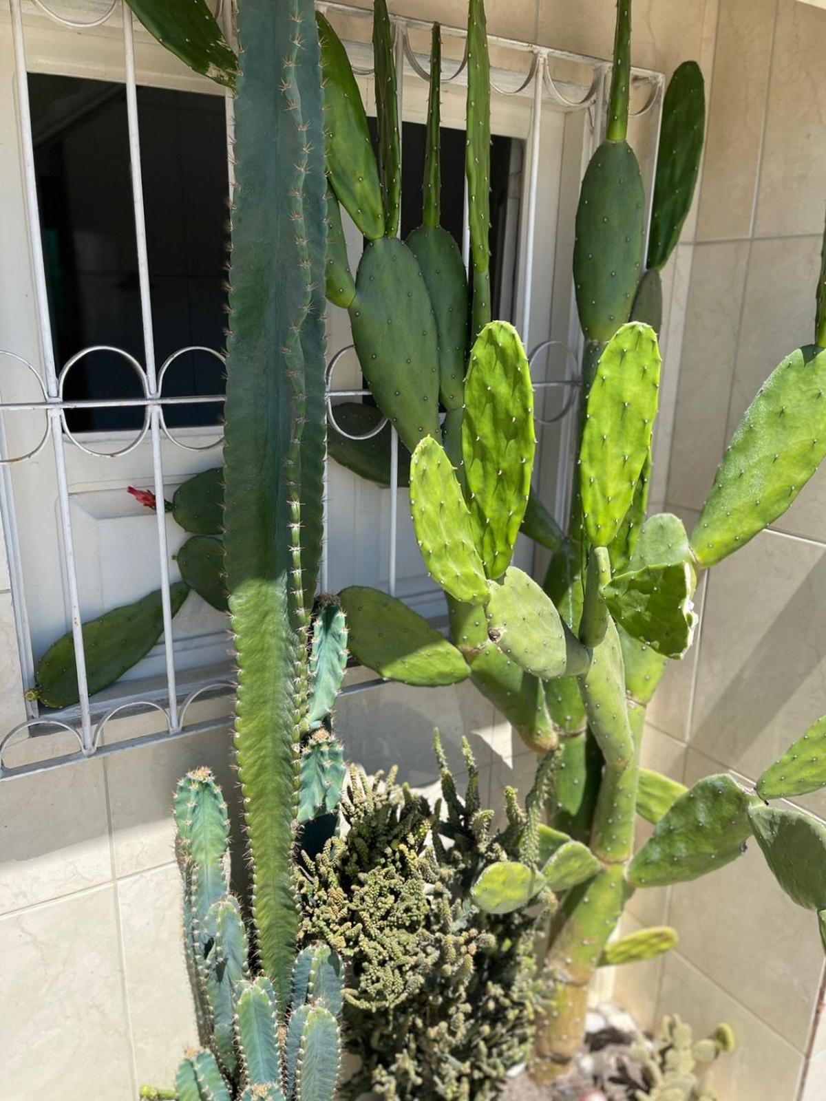 הוילה בוניטו Sua Casa Em Bonito-Pe מראה חיצוני תמונה